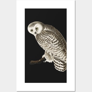 Snowy White Owl | Night owl design Posters and Art